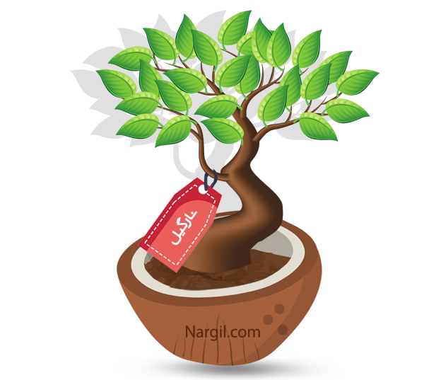 Nargil_Ficus Microcarpa (Bonsai)